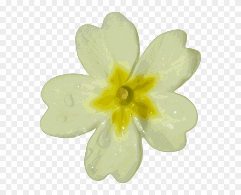 White Flower Png Clipart