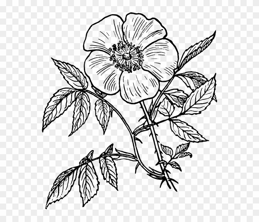 White Flower Clipart File - Line Art Drawings Flowers - Png Download