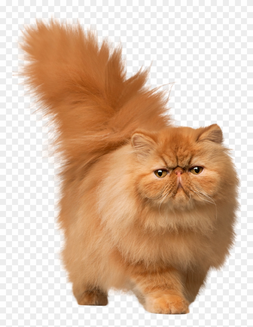 Cat Png Images - Cat Png Clipart #975066