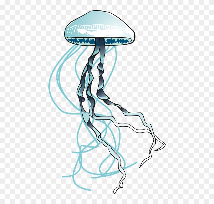 Jellyfish, Sea, Ocean, Water, Filaments, Urticant - Meduse Png Clipart
