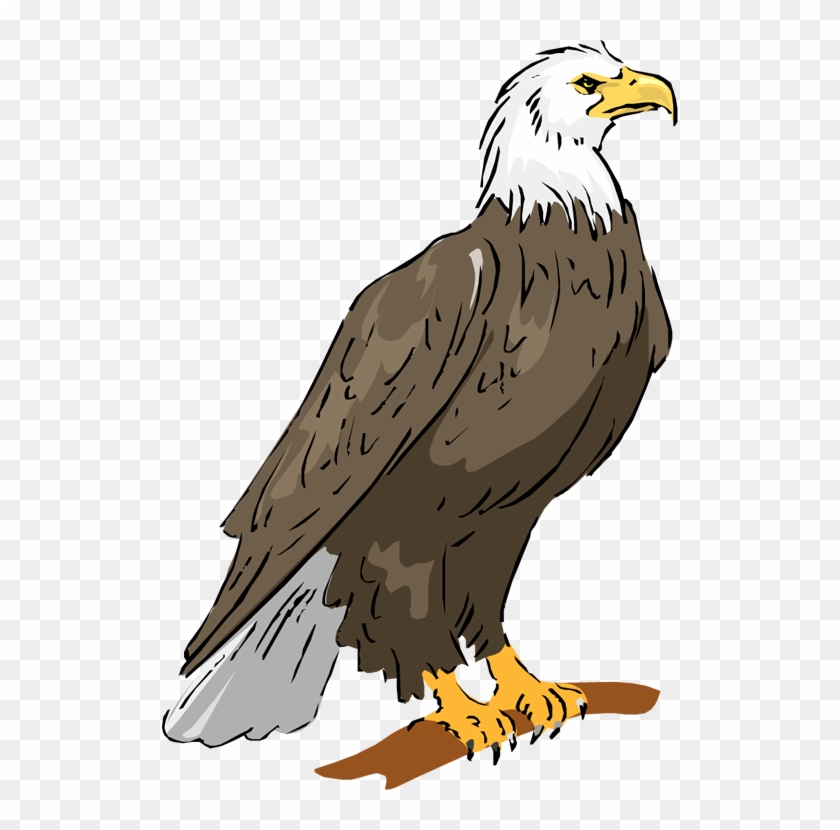 Library Bald Clipartix - Eagle Clipart - Png Download #976078