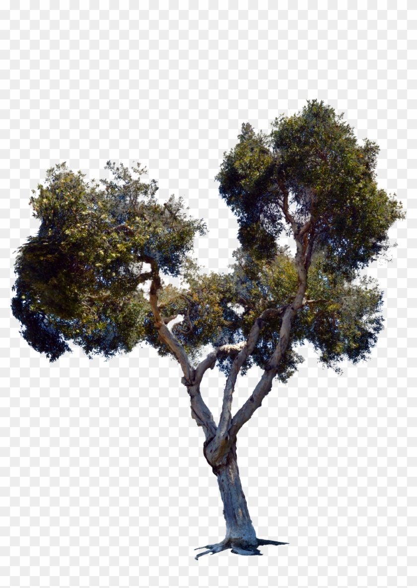 3 Kbyte, Interesting - Oak Clipart #977667