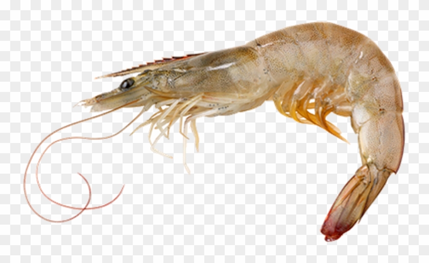 Picture Of Vannamei Prawn - Vannamei Shrimp Clipart #979825