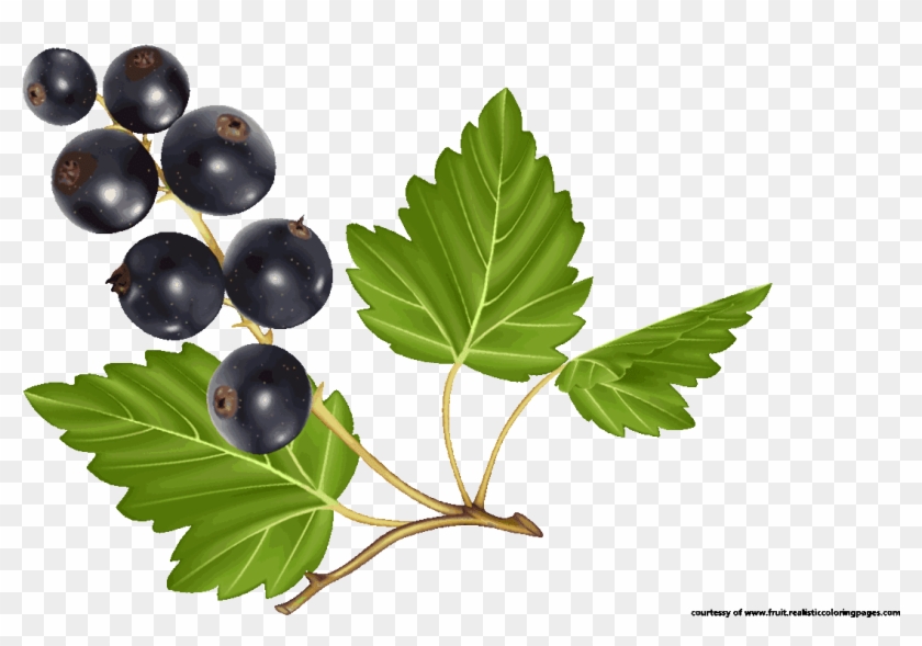 Blueberry Clipart Blueberry Tree - Gooseberry - Png Download