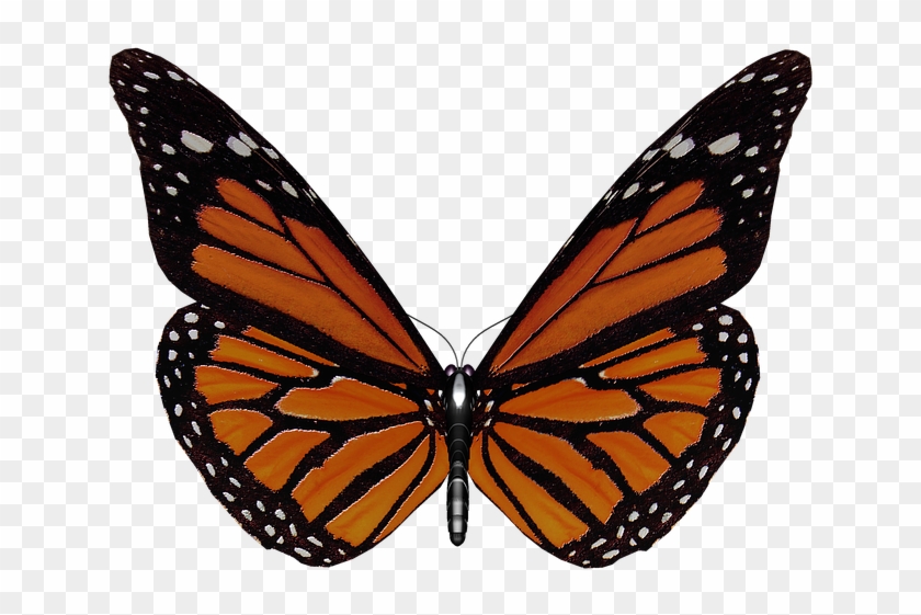 Butterfly Wings Png - Butterfly Clipart #980277