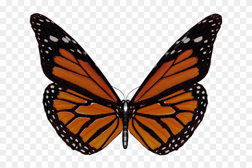 Butterfly Wings Png - Butterfly Clipart