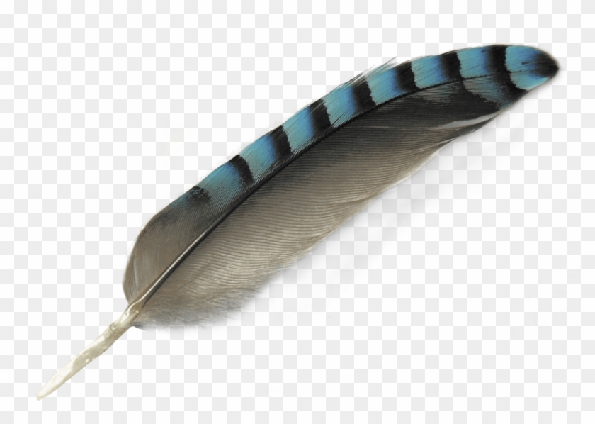 Feather Png Clipart #981765