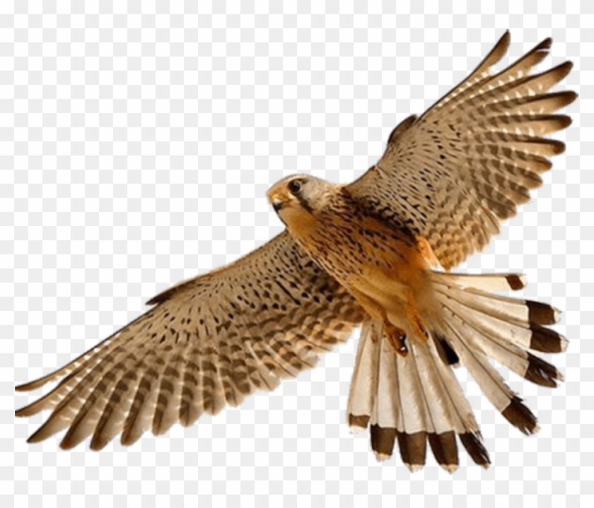 Download Free Falcon Birds Png Transparent Images Transparent - Falcon Png Clipart #982280