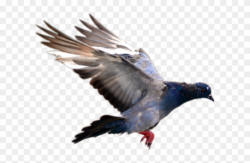 Pigeon, Flying, Bird, Nature, Day, Move, Park, Feather - Pigeon Flying Png Clipart #982412