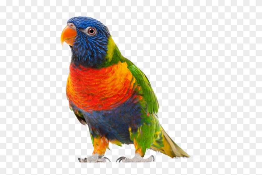 Parrot Png Free Download - Parrot .png Clipart (#982507) - PikPng