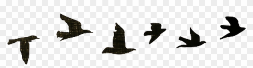 Bird Birds Black Tumblr Nature Edits Png Birds Tumblr - Birds Flying Silhouette In Line Clipart