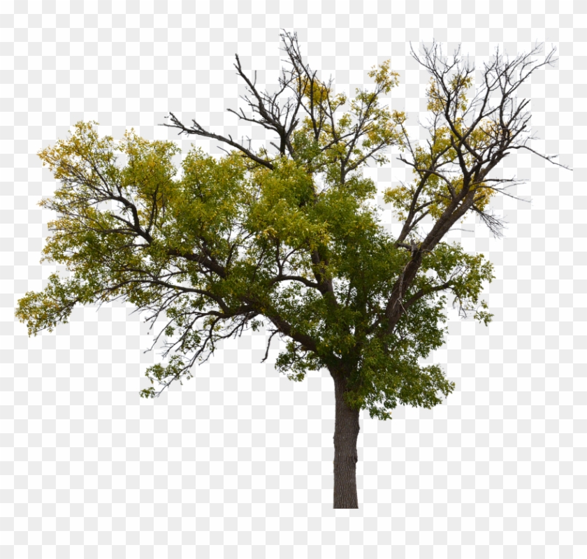 Dead Tree, Dead Tree With No Background, Halloween - Pond Pine Clipart