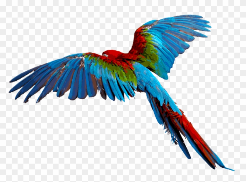 Free Png Download Parrot Transparent Background Png - Parrot Transparent Clipart #982692