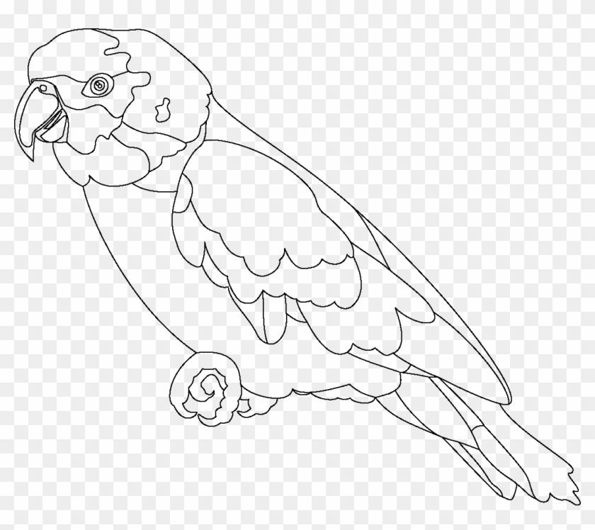 1094 X 923 5 - Parrot Outline Clipart #982731