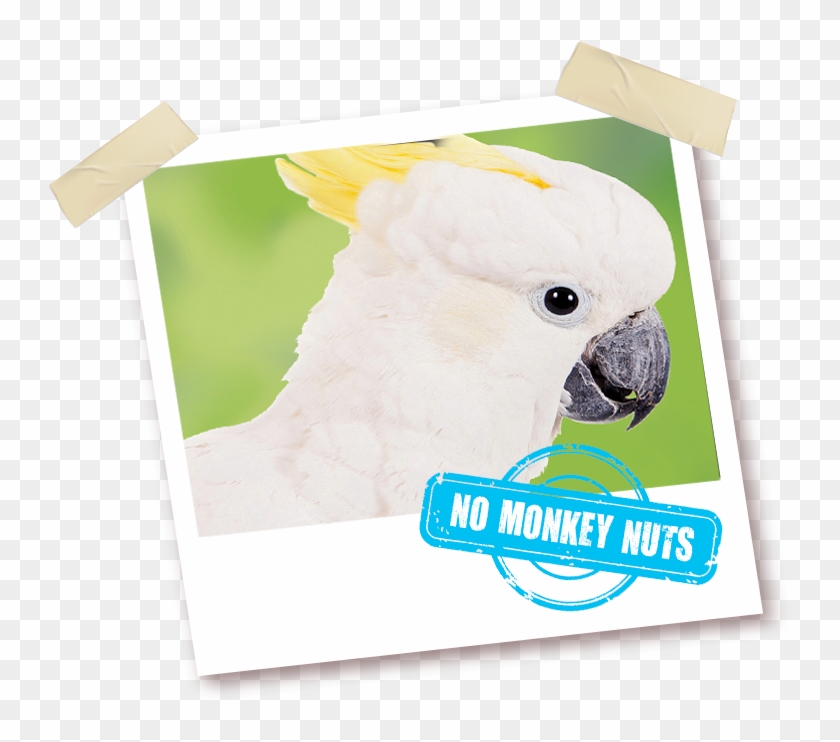 With No Monkey Nuts - Sulphur-crested Cockatoo Clipart
