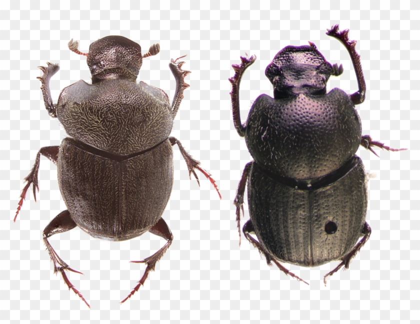 Dung Beetle Png Photos - Dung Beetle Png Clipart #982777