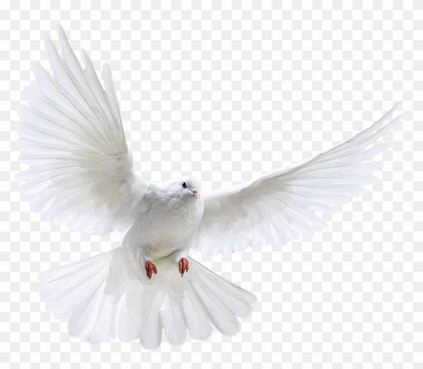 White Flying Pigeon Png Image Clipart