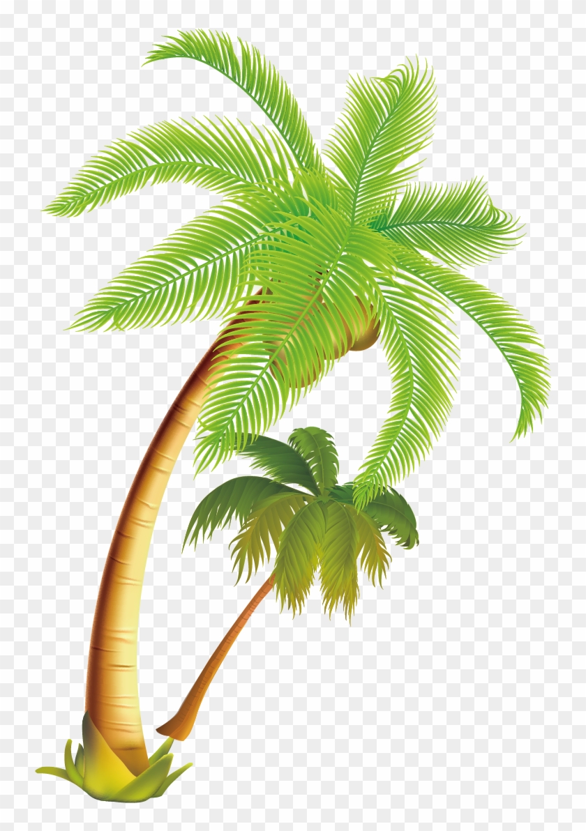 Arecaceae Coconut Tropical Material - Palm Trees Vector Png Clipart