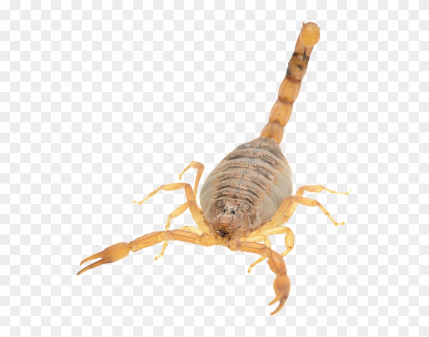 Vector Library Stock Pest Control Organic Termite - Transparent Scorpion Clipart #987496