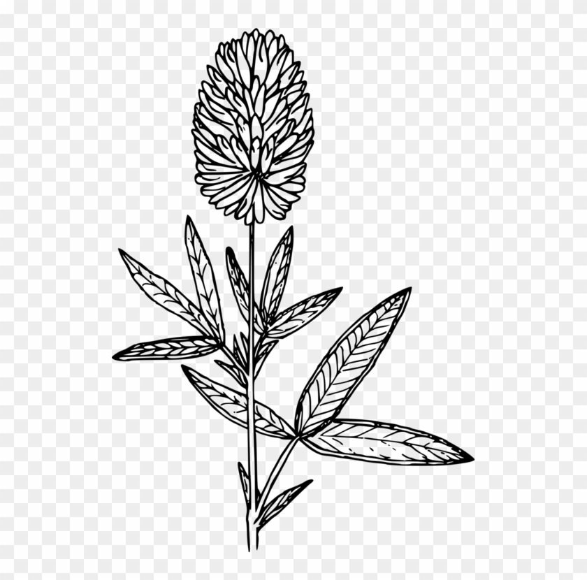 White Clover Four-leaf Clover Shamrock Computer Icons - Rosa Glauca Clipart