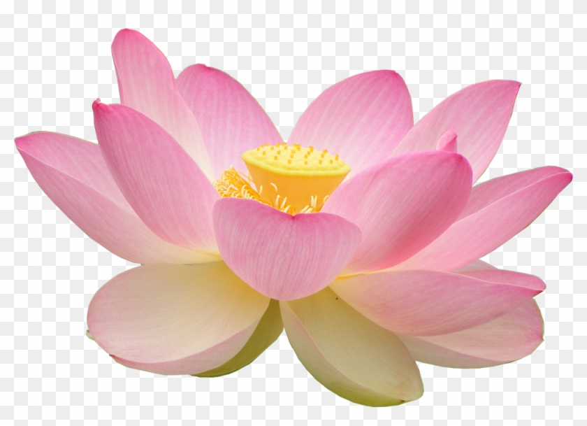 Lotus Flower Png - Buddhism Lotus Flower Png Clipart #989654