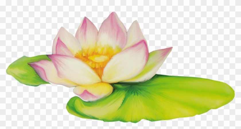 Nelumbo Nucifera Flor De Dibujo Clip Art - Lotus Flower Drawing Png Transparent Png #989834