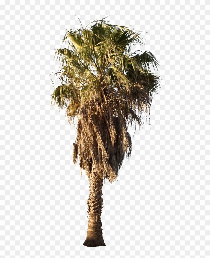 Desert Palm Tree Png Clipart #990033