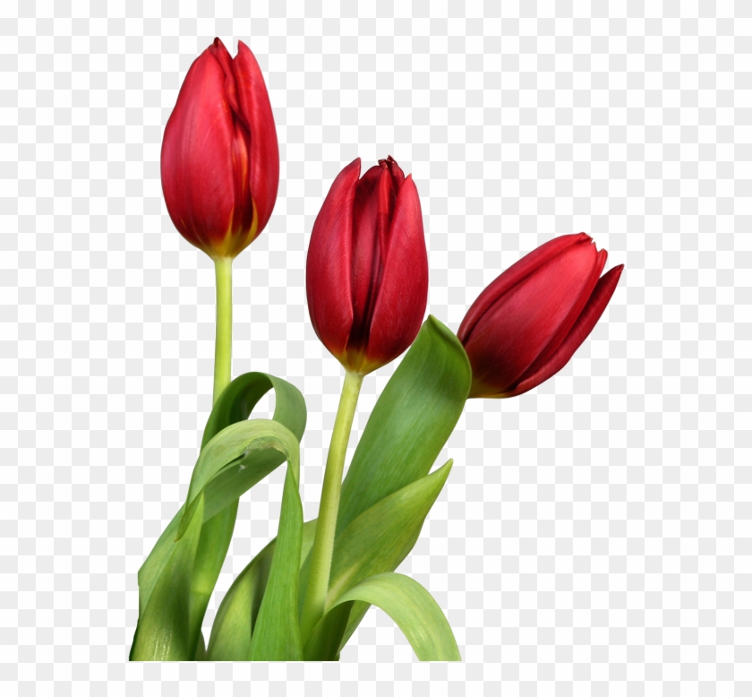 File Name Flowers Photo Picture Tulips Beauty Macro - Good Morning Beautiful Flowers Clipart #990834