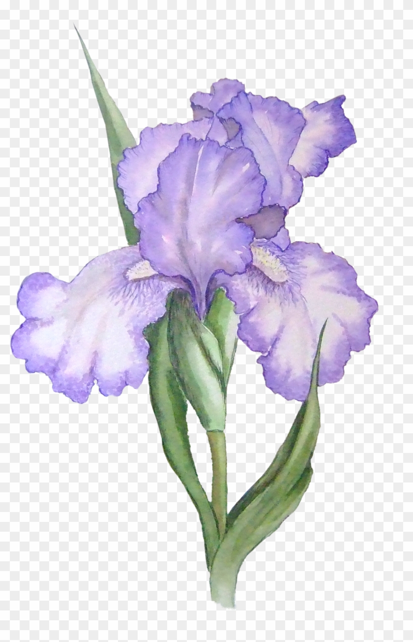 Iris Cliparts - Iris Flower Transparent Background - Png Download