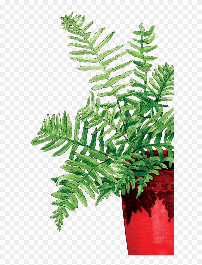 Fern In The Red Pot - Fern Clipart