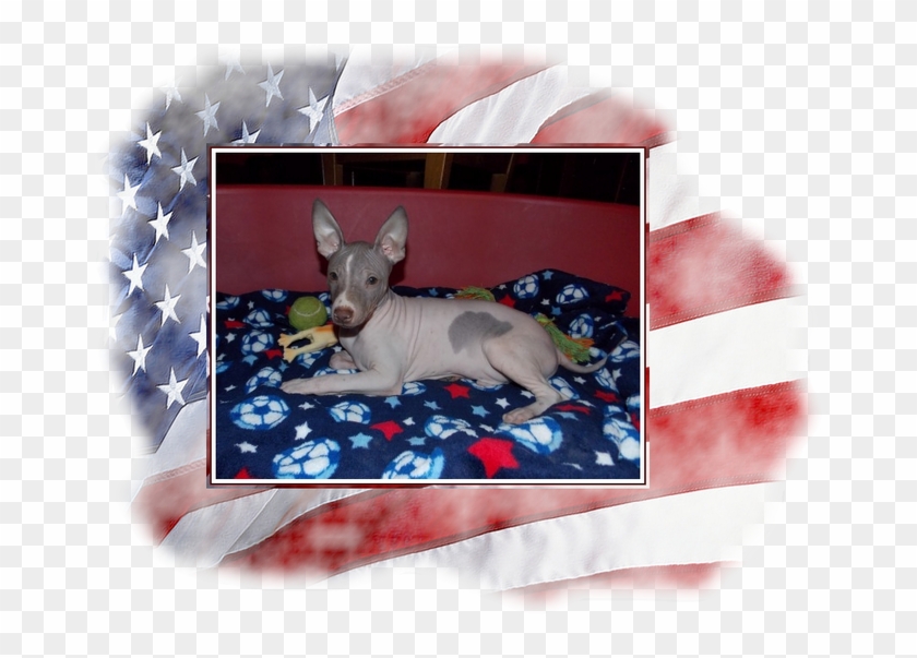 Mike V Usa Ostry Na Web - Peruvian Hairless Dog Clipart