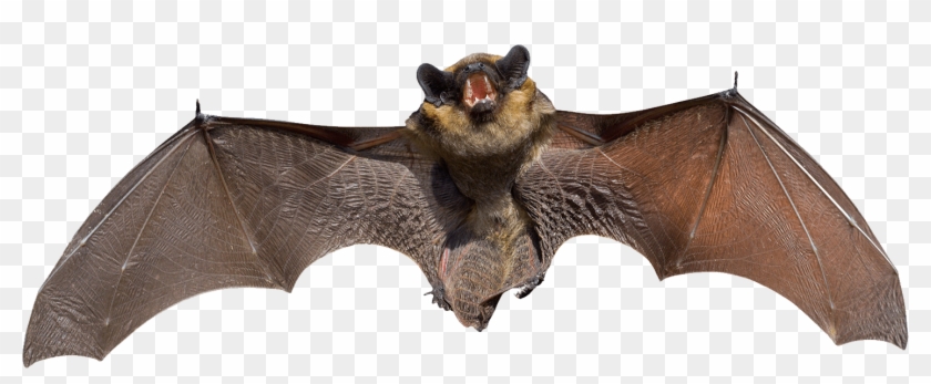 Angry Grey Bat - Small Bat Clipart