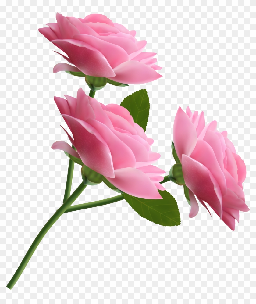 Pink Roses Transparent Png Transparent Background - Png Pink Rose Background Clipart