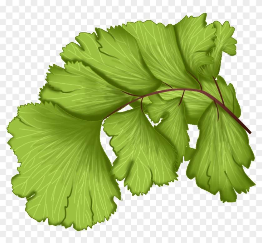 Maidenhair Fern Plant Green Leaves Png And Psd - Leaf Vegetable Clipart #993250
