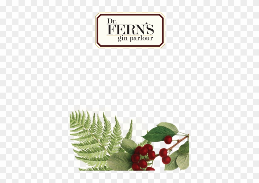 Fern's Is A Cool Speakeasy Gin Parlour Showcasing Premium - Ostrich Fern Clipart #993284