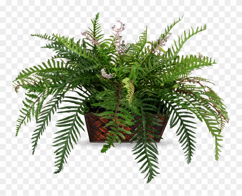 Roystonea Clipart #993390