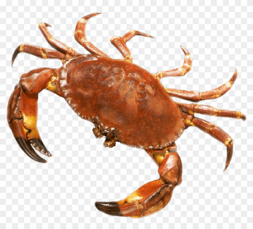 Download Crab Png Images Background - Stone Crab Clipart