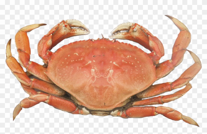 Dungeness Crab Png - Cooked Dungeness Crab Clipart