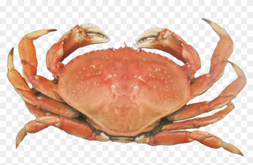 Dungeness Crab Png - Cooked Dungeness Crab Clipart #993763