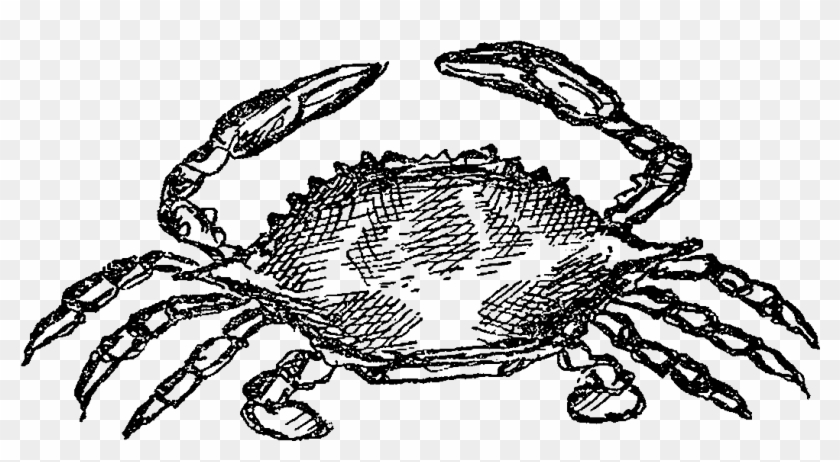 Digital Crab Sealife Downloads - Freshwater Crab Clipart #993924