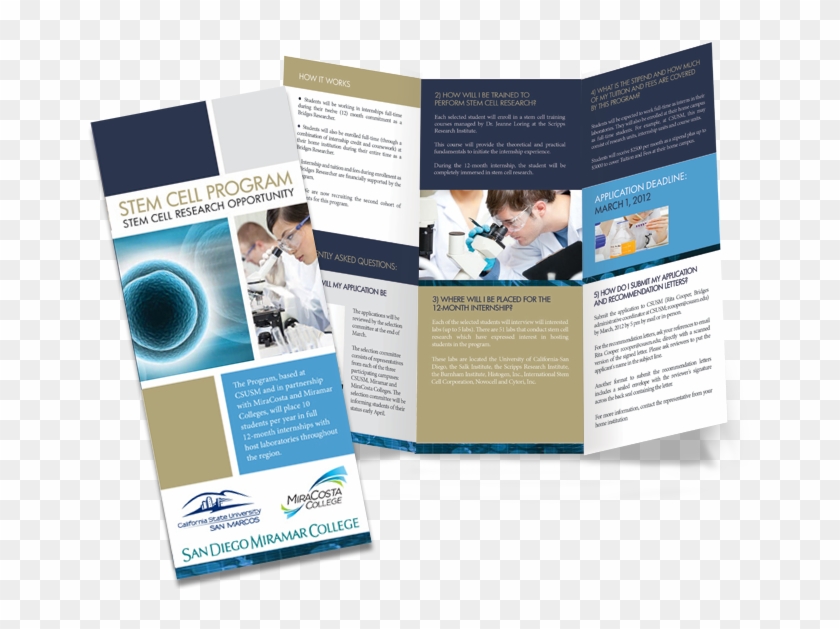 Book Cover / Brochure - Stem Cell Research Pamphlet Clipart #994593