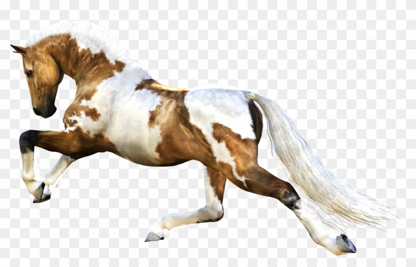 Horse Running - Png Image Horses Clipart #996169