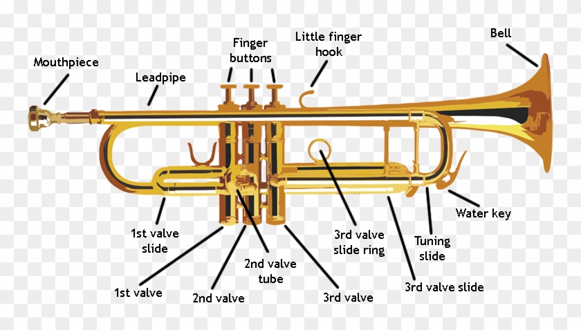 Trumpet Parts - All Parts Of A Trumpet Clipart #996286