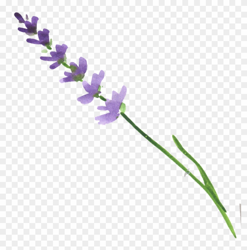 Ftestickers Flower Watercolor Lavender - Watercolor Lavender Transparent Clipart #996704