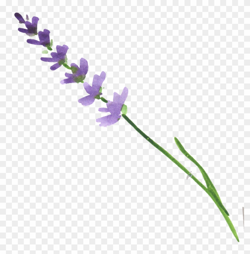 Ftestickers Flower Watercolor Lavender - Watercolor Lavender Transparent Clipart