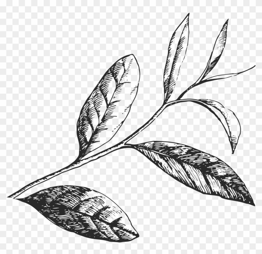 Green Tea Leaves Art - Green Tea Leaves Drawing Clipart