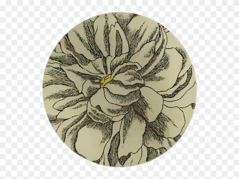 Tagetes Patula Clipart