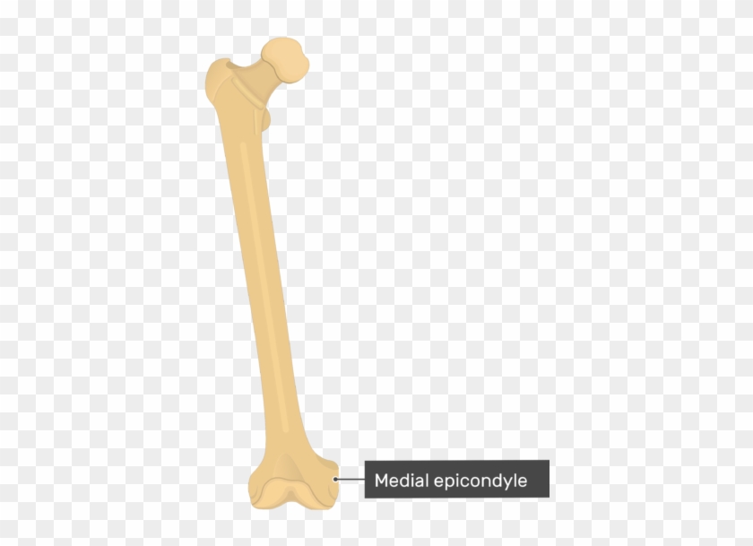 Medial Epicondyle - Femur Bone - Anterior View - Patellar Surface Of Femur Clipart