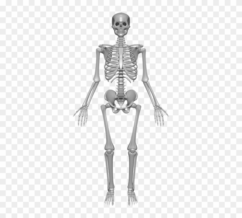 Human Skeleton, Bones, Skull, Anatomy, Skeleton - Label A Skeleton Year 3 Clipart