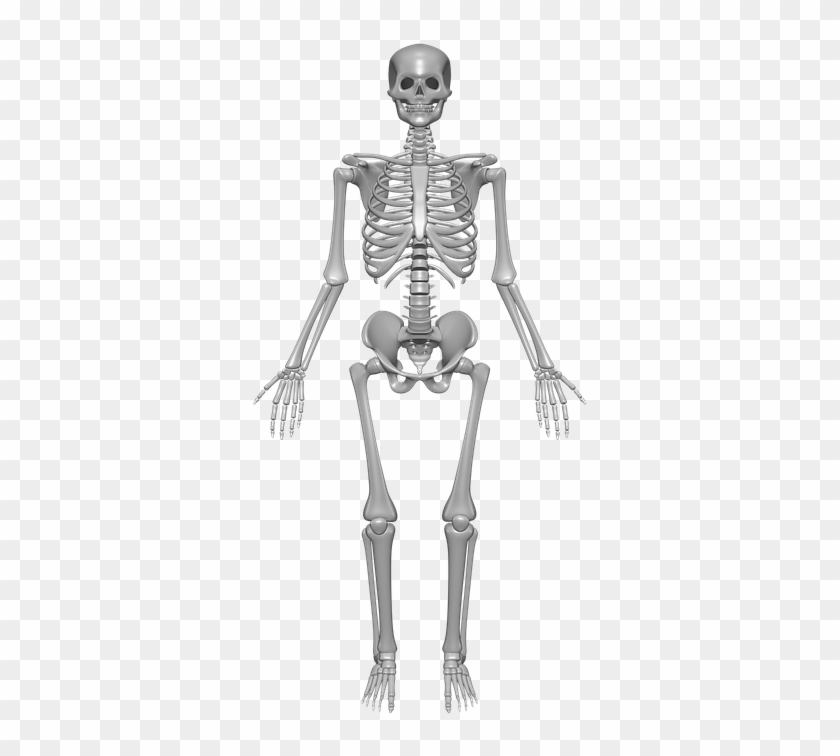 Human Skeleton, Bones, Skull, Anatomy, Skeleton - Label A Skeleton Year 3 Clipart #998413